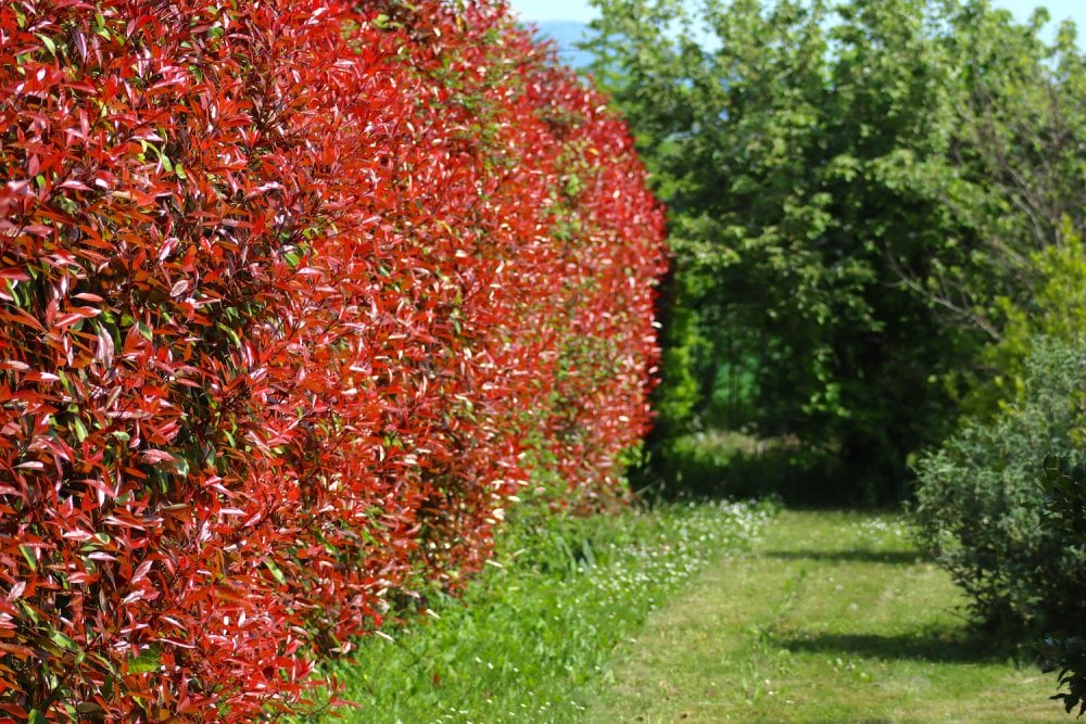 Głogownik Red Robin Fraseri Photina sadzonki - obrazek 3